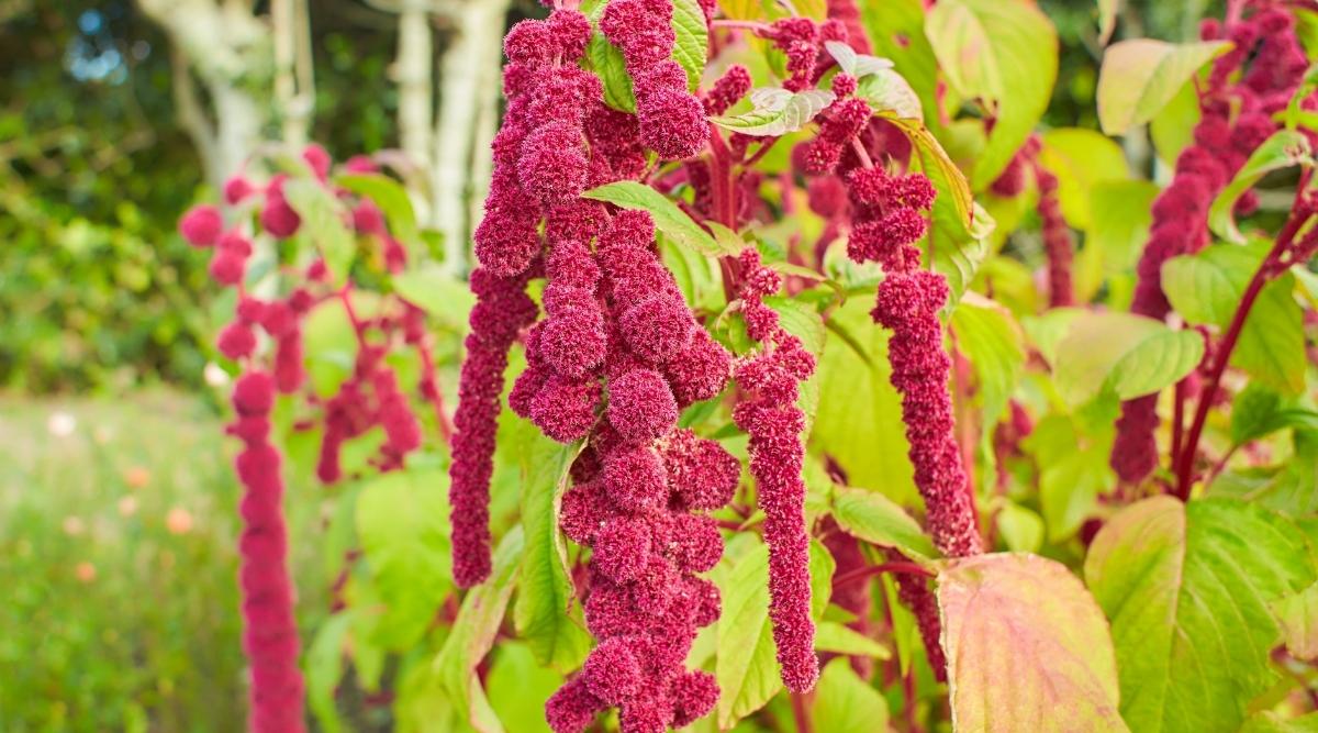 Love Lies Bleeding