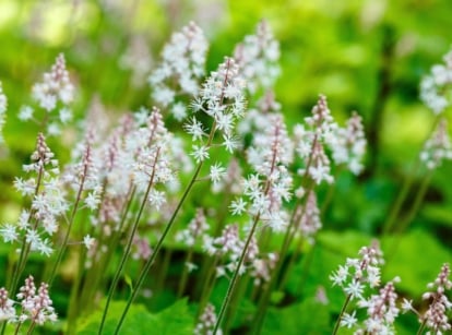 The Foamflower plan, a popular low-maintenance shade plant, features delicate, frothy spikes of tiny white to pale pink flowers rising above a mound of deeply lobed, bright green leaves with dark veining.