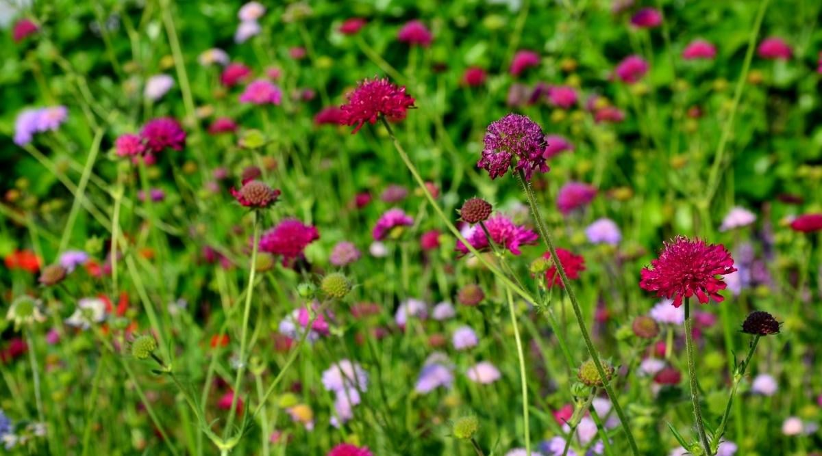 Macedonian Scabious