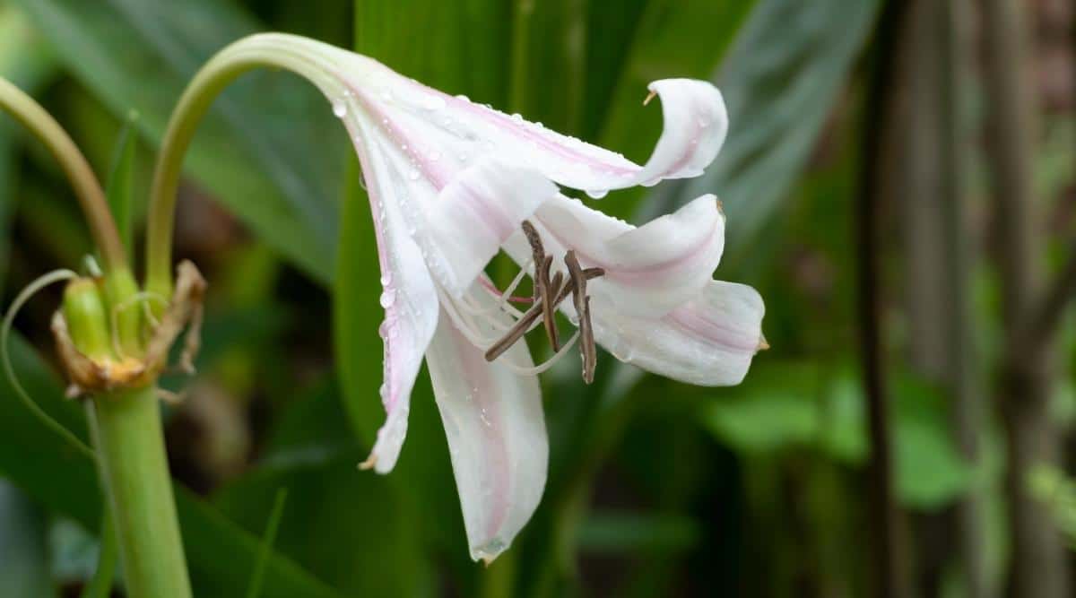 Madonna Lily