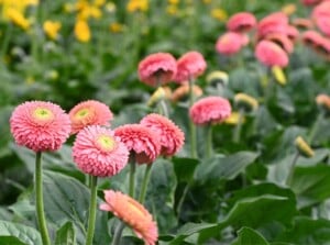A close-up of Gerbera plants reveals delicate pink flowers with petals elegantly arranged. The sturdy stems showcase a rich green hue, complemented by lush leaves. In the background, a blur of green plants and yellow blooms creates a harmonious garden scene.