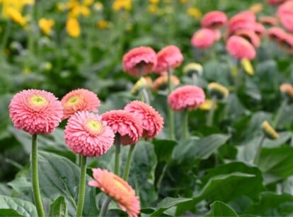 A close-up of Gerbera plants reveals delicate pink flowers with petals elegantly arranged. The sturdy stems showcase a rich green hue, complemented by lush leaves. In the background, a blur of green plants and yellow blooms creates a harmonious garden scene.