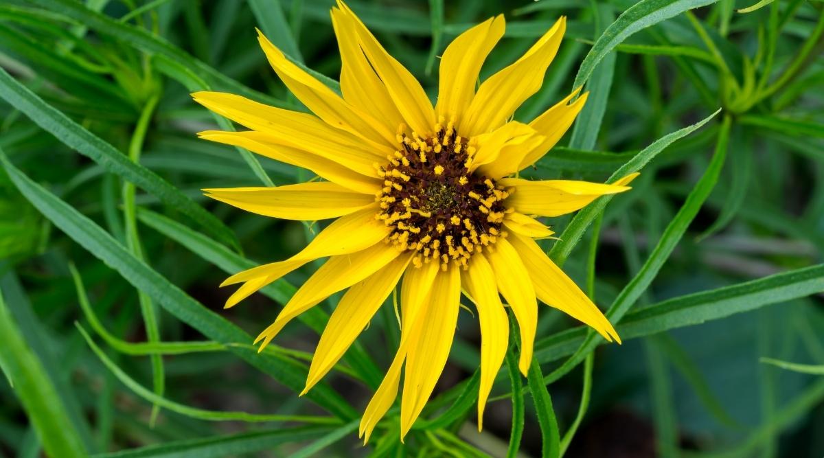 Maximilian Sunflower