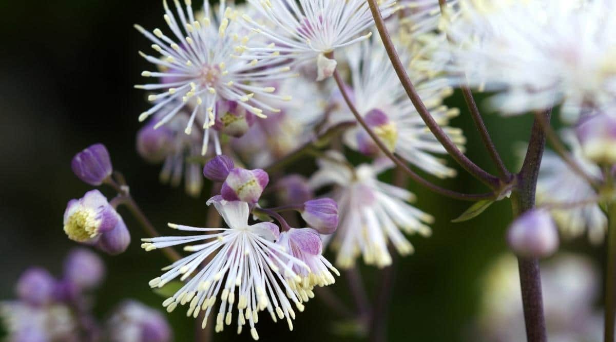 Meadow Rue