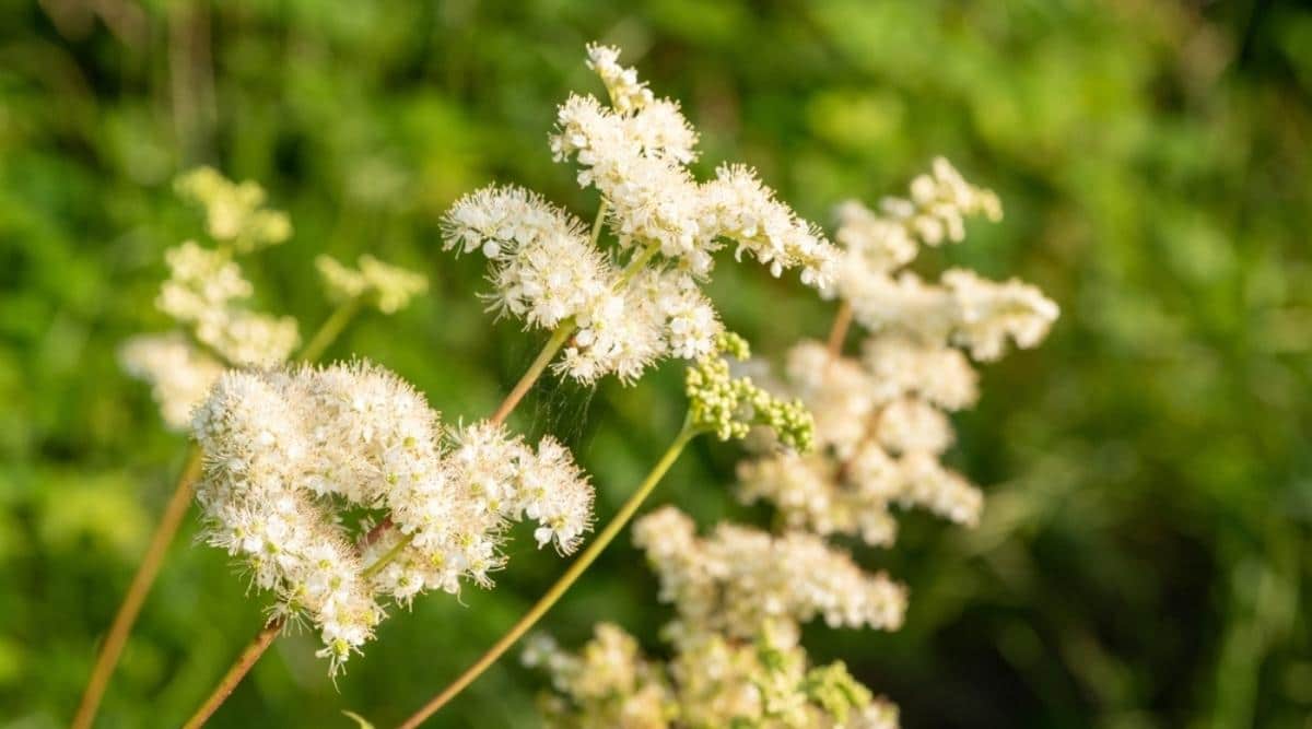 Meadowsweet