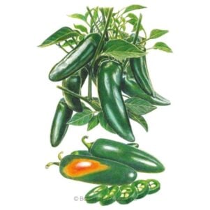 Megatron Jalapeño Chile Pepper