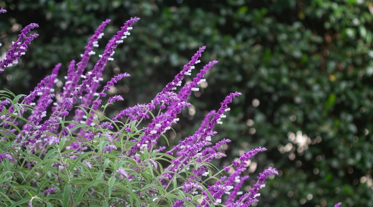 Mexican Bush Sage