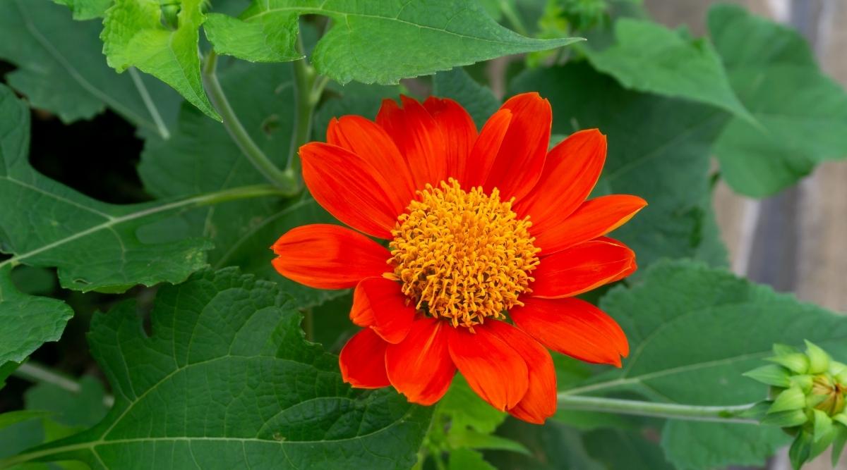 Mexican Sunflower