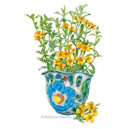 Mexican Tarragon Seeds