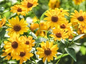 Bright yellow, daisy-like midwest native pollinator plants with many slender petals and dark centers bloom profusely among soft green leaves.