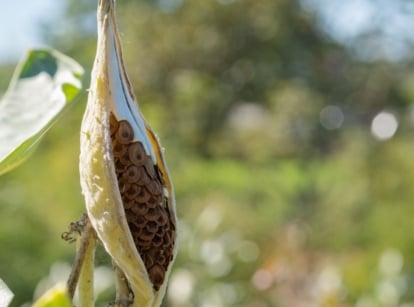Closeup of a milkweed pod in a field, with hundreds of dark brown ripe ovules inside the pod.