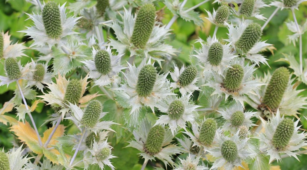 Miss Willmotts Ghost