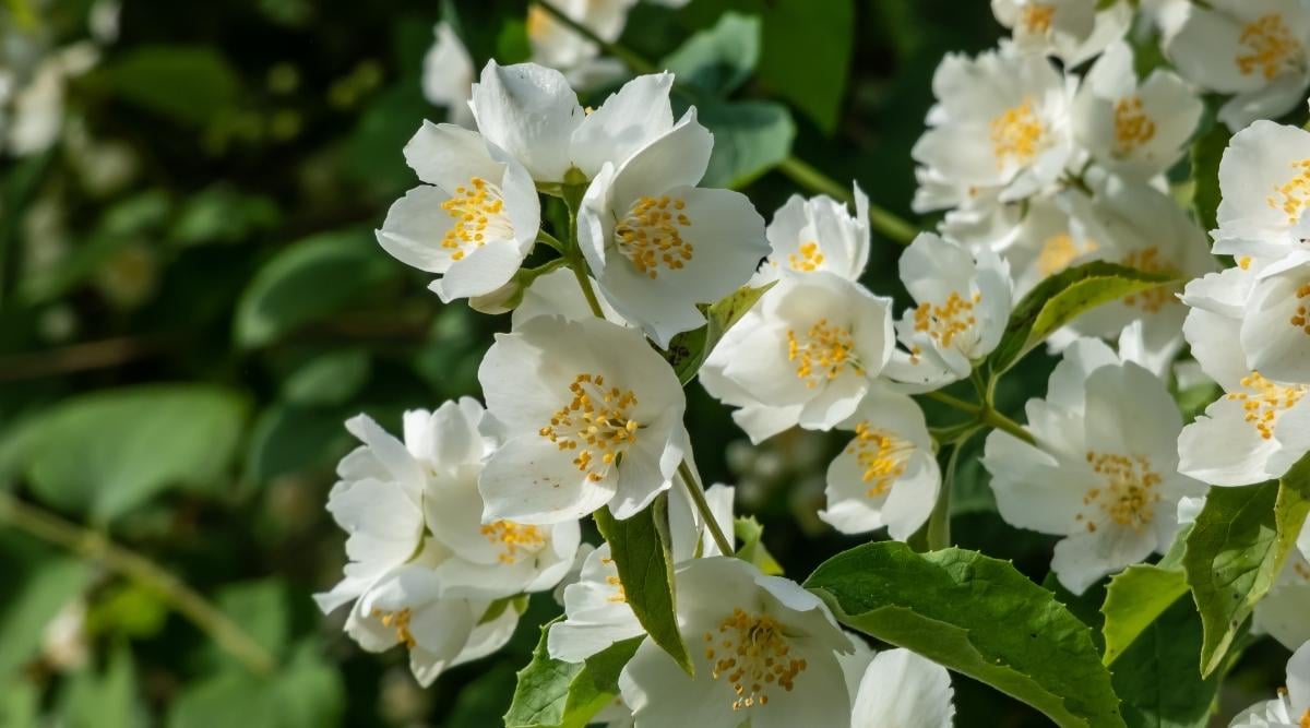 Mock Orange