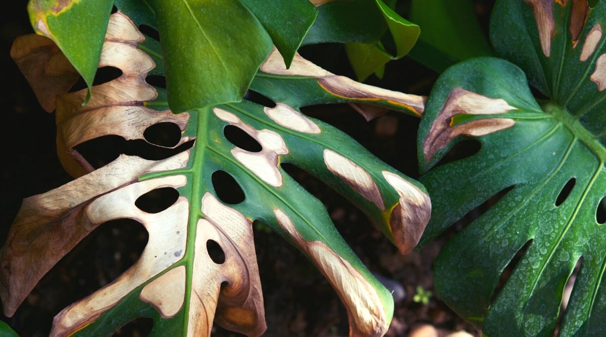 Close-up of large Monstera leaves with brown and white dry spots. The leaves are large, heart-shaped, with clear notches and perforations, with slightly curled down edges.