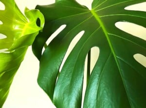 A large monstera plant with curling leaves growing indoors.