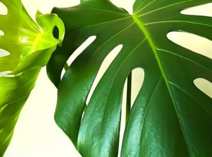 A large monstera plant with curling leaves growing indoors.