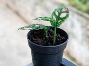 Monstera Plant with Dry Brown Leaves is in a blue ceramic pot. It sits on a table outside.