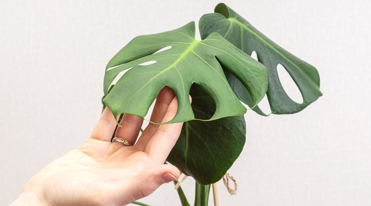 Close-up of a hand showing the withered leaves of Monstera on a white background. The plant has three large dark green heart-shaped leaves with perforated cutouts. On the ring finger is a shiny gold ring.