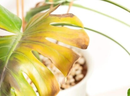 A large monstera leaf from a mature plant that's grown with yellowing leaves.