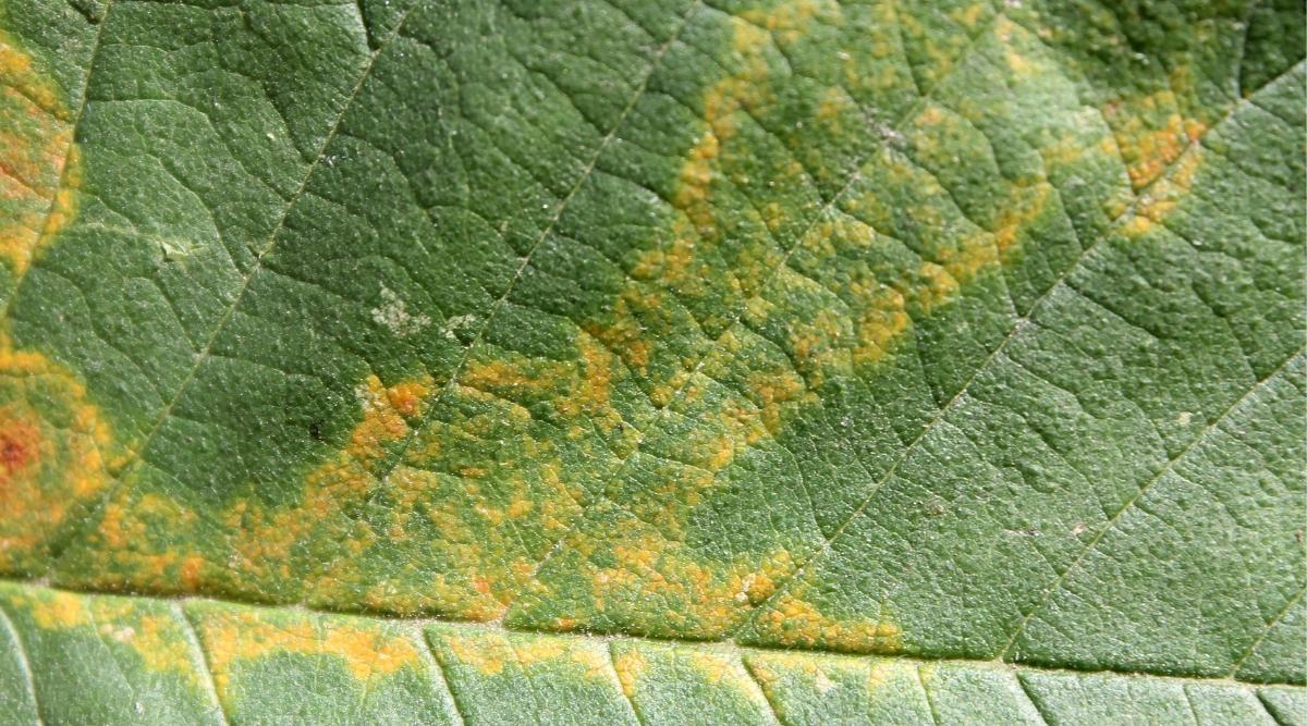 Mosaic virus on green leaf