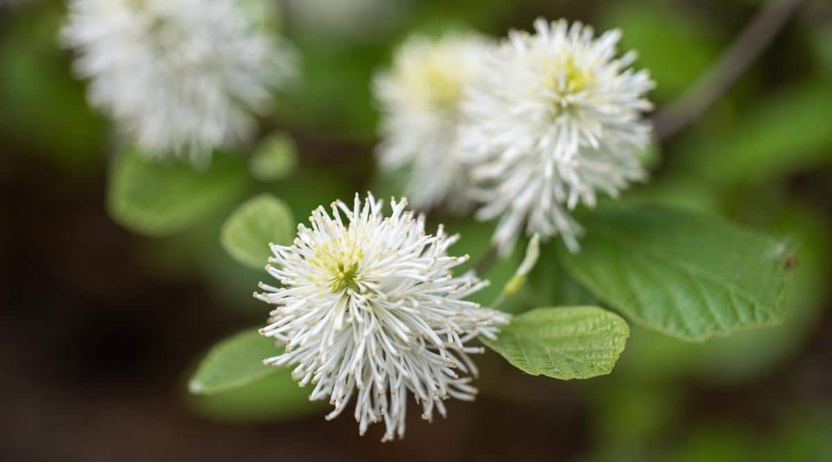 Mountain Witch Alder