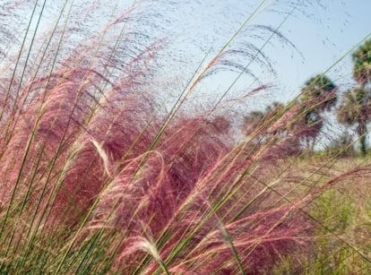 Muhlenbergia reverchonii forms soft green mounds with wispy pink flower sprays rising above fine foliage.