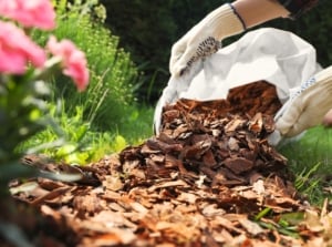 A gardener wearing white gloves spreads bark chip mulch over a bed of flowering plants in a sunny garden, showing how to avoid common mistakes.