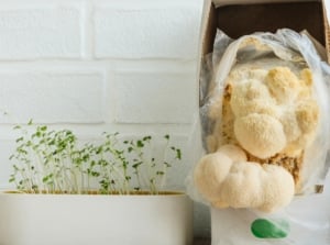 A mushroom growing kit featuring clusters of large, fluffy white Lion's Mane mushrooms sprouting from a cardboard box, placed on a kitchen counter beside a white pot with sprouted microgreens, all set against a white wall.