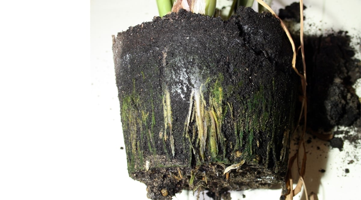 Close-up of the rotting roots of a houseplant with a soil ball on a white background. The roots are moist, with a greenish tint, rotten.