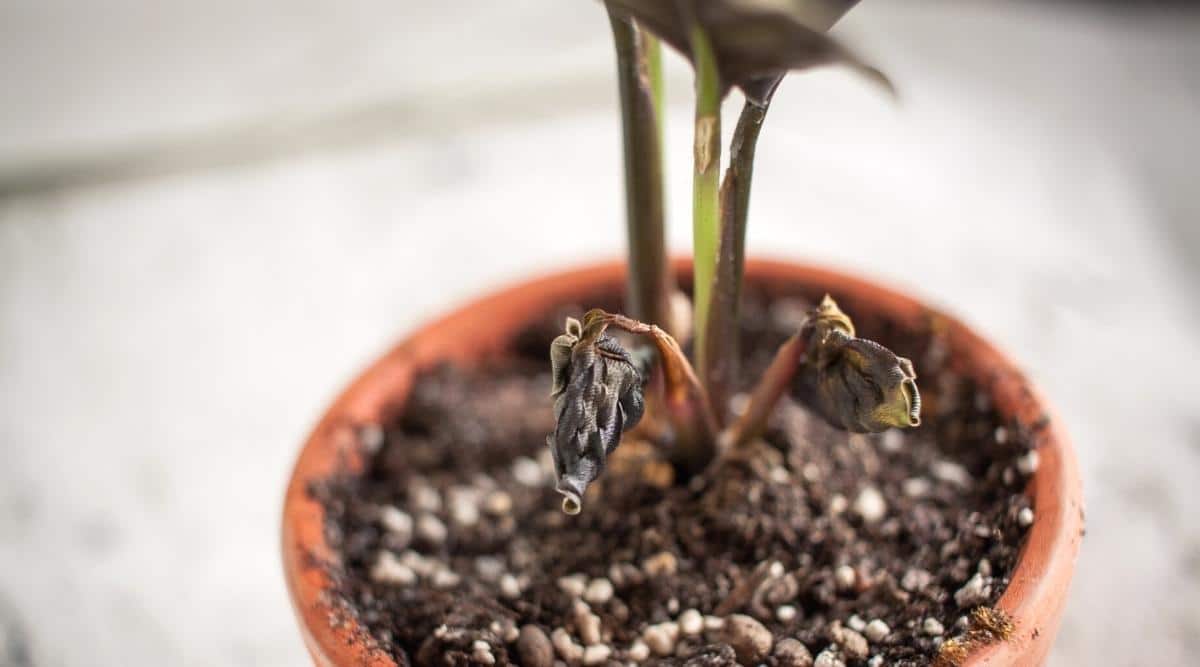 Close-up of mushy stems in a white flower pot against a brick wall. 4 thick, dark green, weakened, sluggish, mushy stems. The soil is black.
