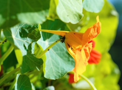 Black aphids heavily infest a nasturtium trap plant, clustering along the stems and near a bright orange flower.