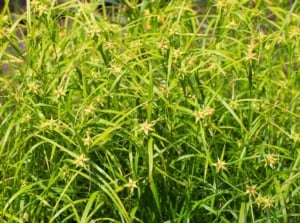 A lush field of vibrant green grass blades interspersed with small, star-shaped, pale yellow-green seed heads, highlighting native sedge.