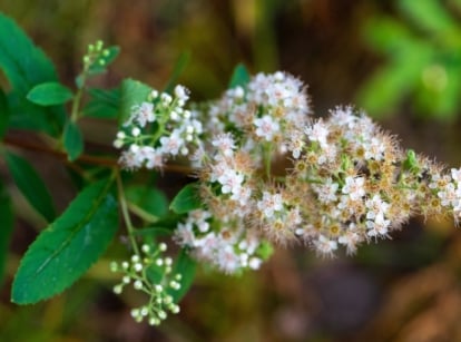 The plant features clusters of delicate, white, star-shaped flowers and slender, lance-shaped green leaves with serrated edges.