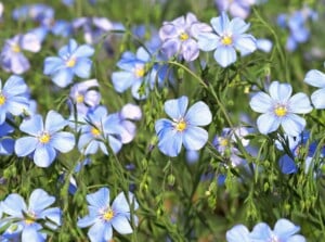 native seeds to winter sow. Close-up of a flowering Blue flax plant in a sunny garden. Blue flax (Linum perenne) is a charming and delicate perennial plant that features slender, wiry stems with narrow, linear leaves. It produces an abundance of striking sky-blue flowers that are saucer-shaped and approximately one inch in diameter.