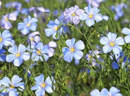 native seeds to winter sow. Close-up of a flowering Blue flax plant in a sunny garden. Blue flax (Linum perenne) is a charming and delicate perennial plant that features slender, wiry stems with narrow, linear leaves. It produces an abundance of striking sky-blue flowers that are saucer-shaped and approximately one inch in diameter.