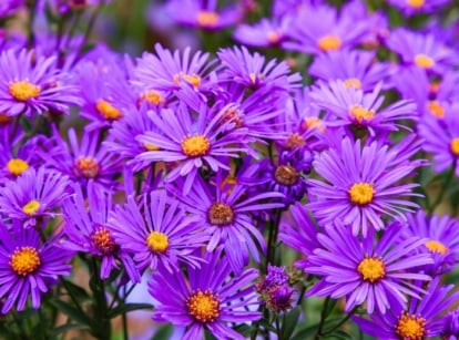 A dense cluster of vibrant purple daisy-like flowers, each with a bright yellow center, showcases New England wildflowers.
