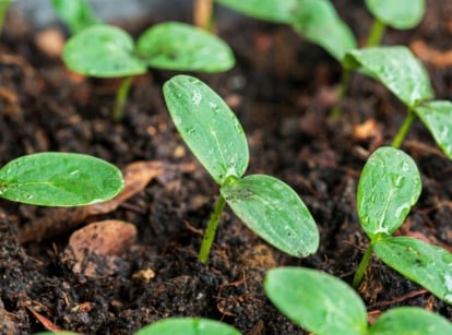Small seedlings with rounded green leaves growing from moist soil.
