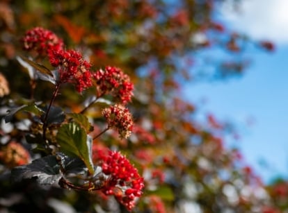 Clusters of vivid red flower heads burst forth from deep green and copper-colored leaves, set against a clear blue sky.
