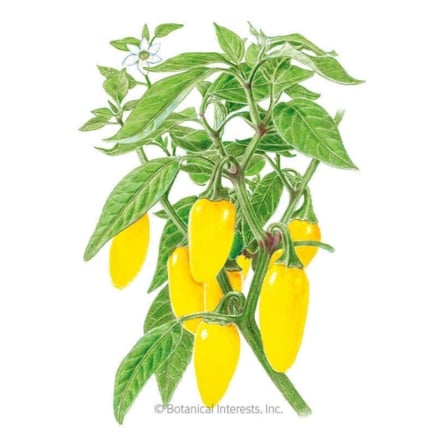 NuMex Lemon Spice