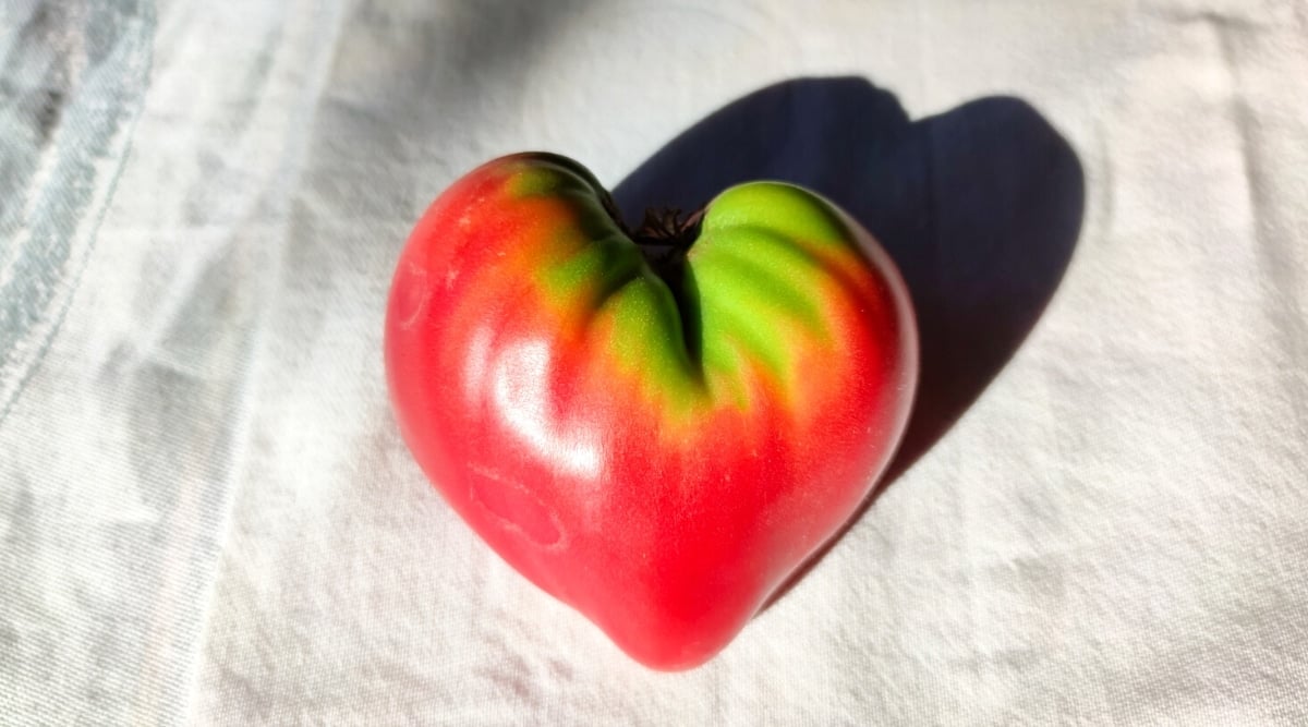Image of a smooth heart-shaped fruit placed on a white, cotton fabric. At the top left corner of the image the fabric has a gray patch. The fruit is red but the part around the calyx is bright green. The fruit casts a shadow on the cloth.