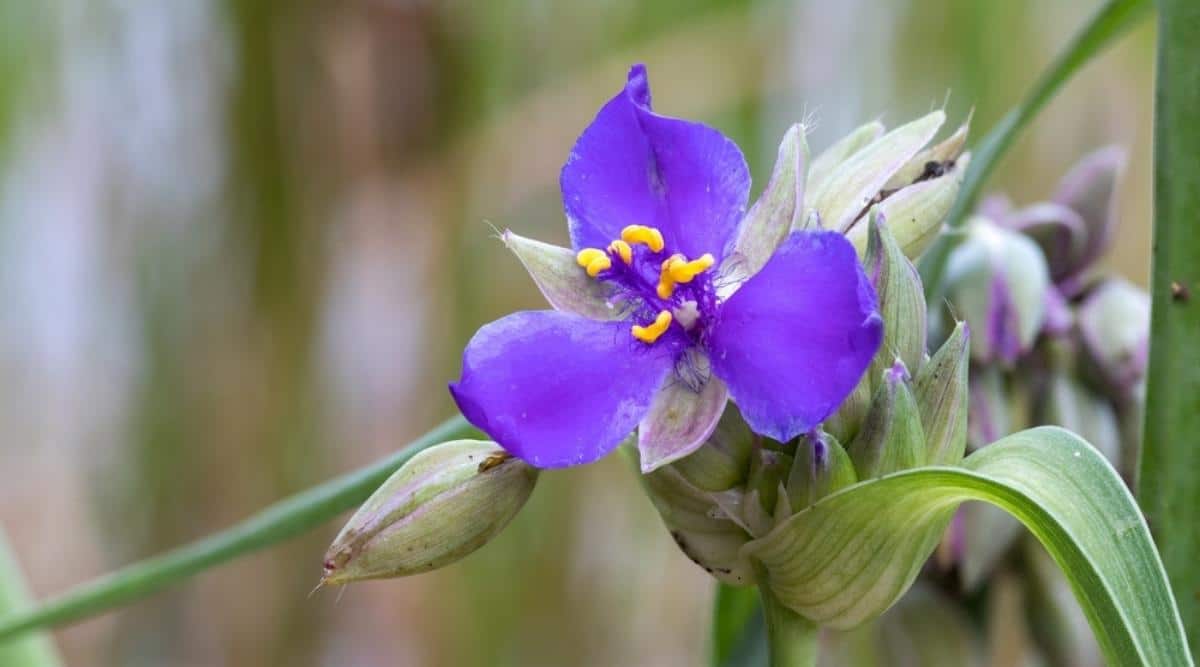 Ohio Spiderwort