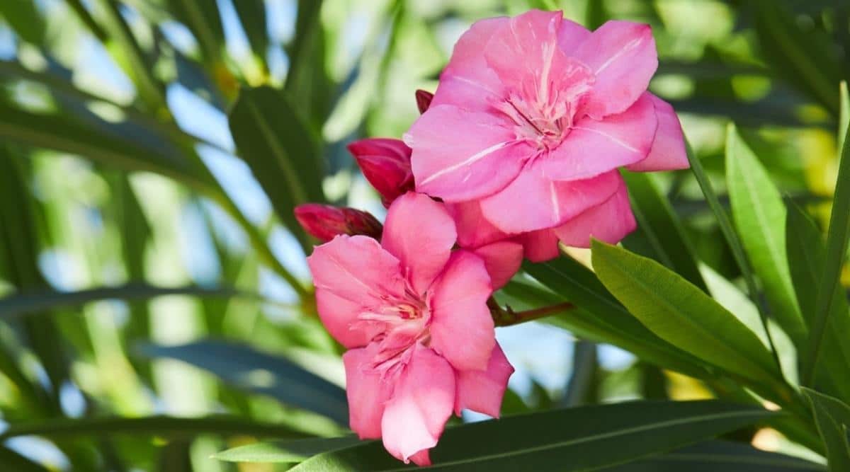 Oleander