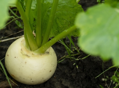 One of many market express turnips, still buried in soil appearing dark brown shaded by the leaves of the crop