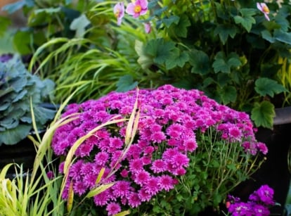 Beautiful fall container idea in home garden.