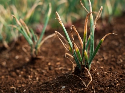 Onion plants growing in rows in a garden bed with wilted, yellowish-brown tops.