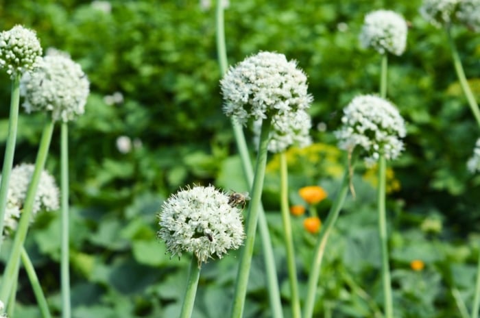 Onions bolting. Thick stems emerge from leafy bases, each crowned with a spherical cluster of tiny white blossoms.