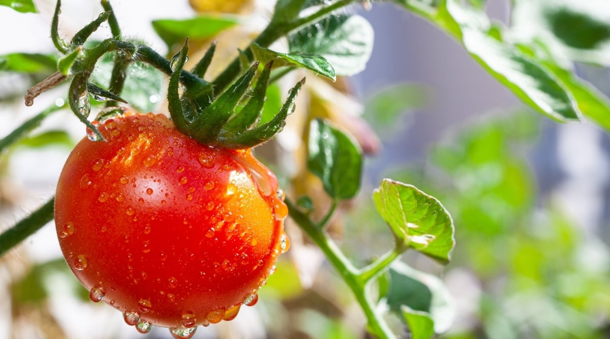 Close view of a red smooth round fruit with green calyx, hanging onto a stem covered in water droplets. At the background there are green leaves and stems and bright light.