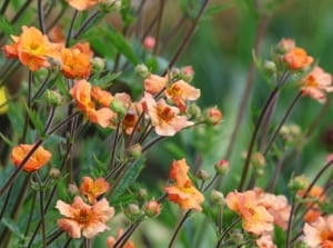 Bright orange blossoms with delicately ruffled petals and golden-yellow centers, standing out vividly against a backdrop of lush green foliage in a spring garden.