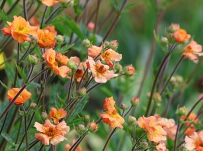 Bright orange blossoms with delicately ruffled petals and golden-yellow centers, standing out vividly against a backdrop of lush green foliage in a spring garden.