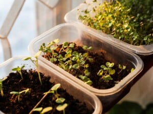 Three white plastic trays sit on a windowsill, filled with dark, moist soil. Sprouts of various heights and thickness carpet the soil, their leaves a vibrant shade of green. A few delicate stems stretch towards the window, bathed in the soft glow of the morning sun.